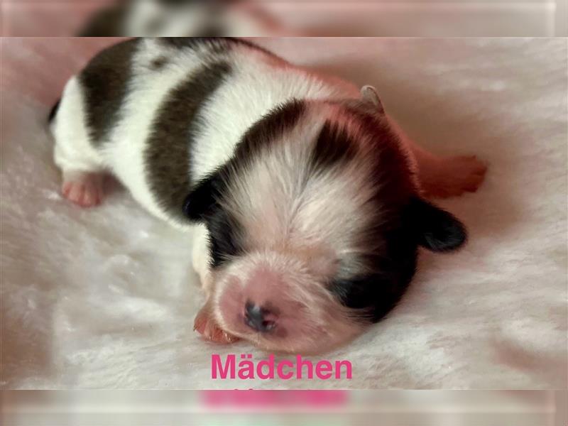 Shih-tzu Welpen suchen ein Zuhause