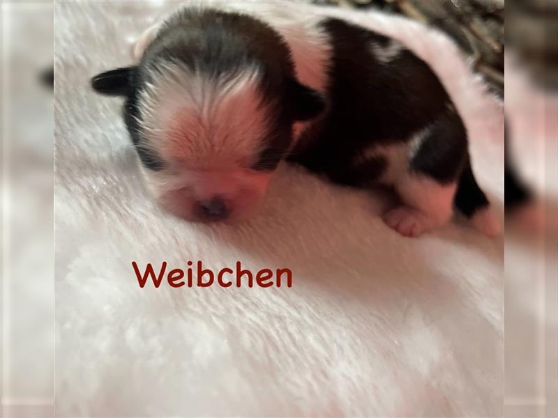 Shih-tzu Welpen suchen ein Zuhause