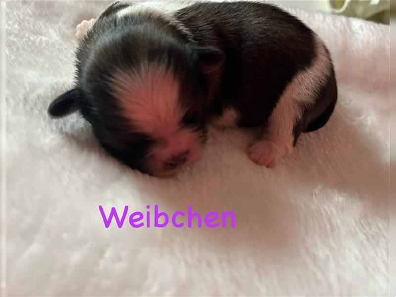 Shih-tzu Welpen suchen ein Zuhause