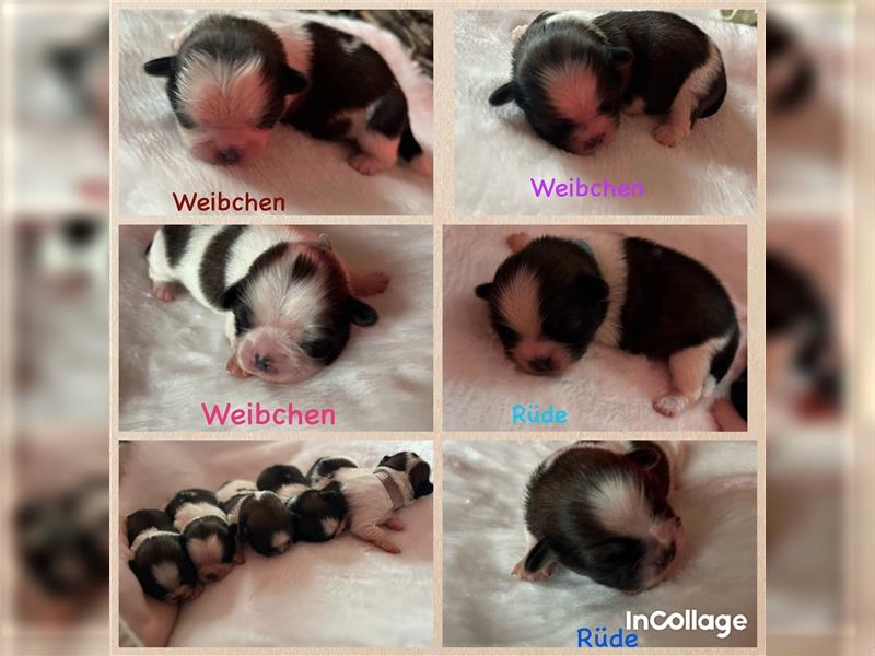 Shih-tzu Welpen suchen ein Zuhause