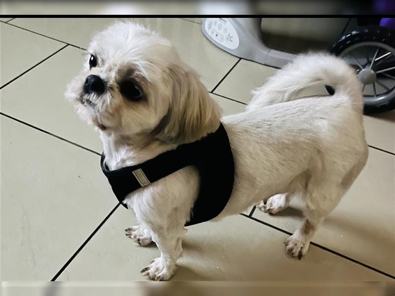 Shih-tzu Welpen suchen ein Zuhause