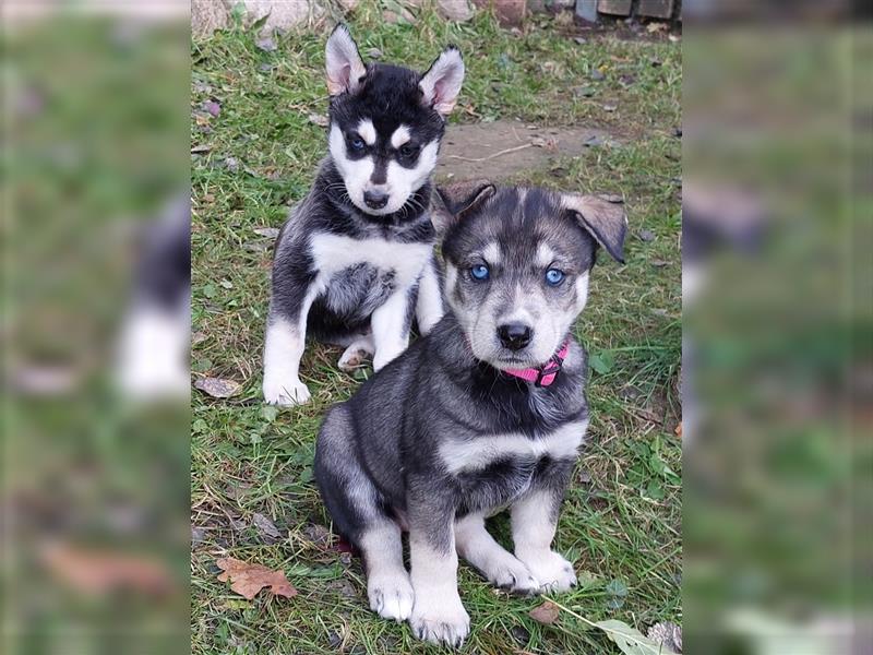 Husky mix.Welpen (Rottsky Welpen) geb.03.09.2024 bald abzugeben