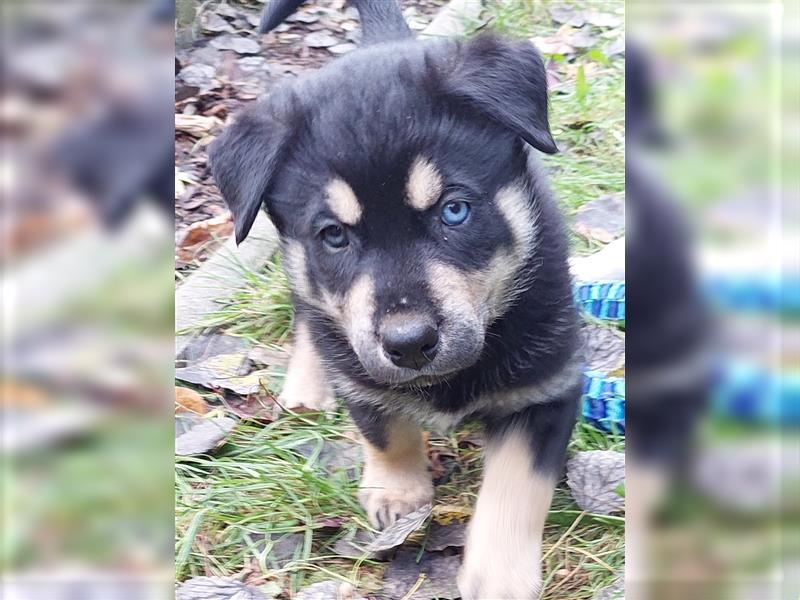 Husky mix.Welpen (Rottsky Welpen) geb.03.09.2024 bald abzugeben