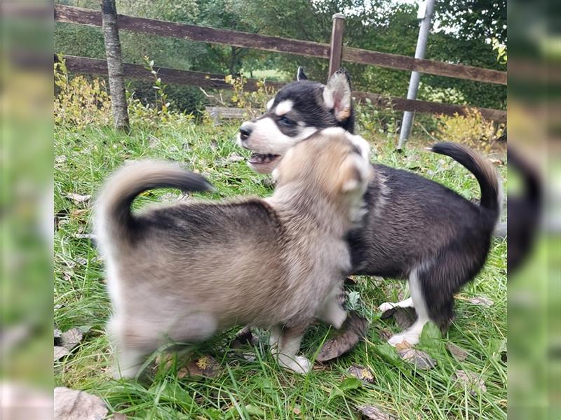 Husky mix.Welpen (Rottsky Welpen) geb.03.09.2024 bald abzugeben