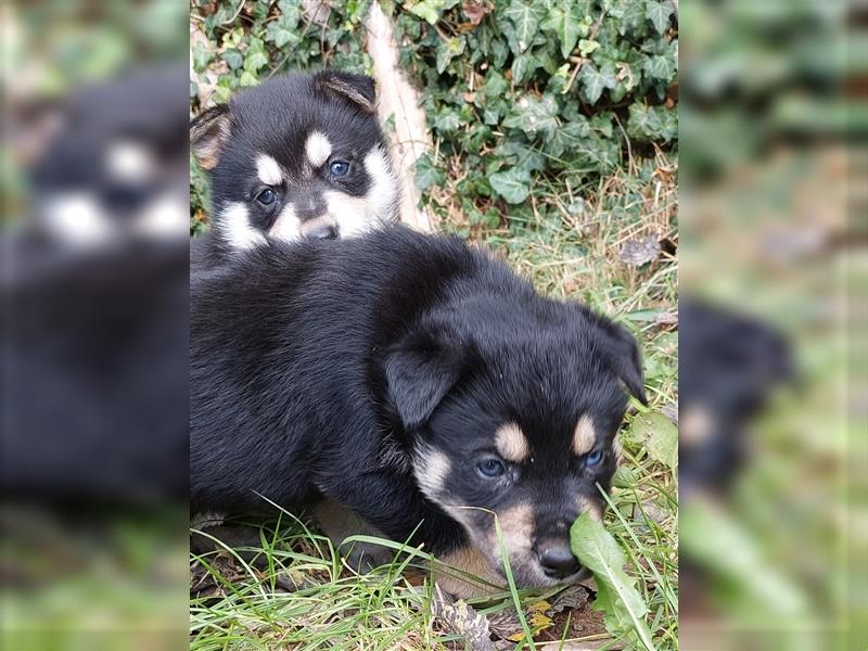 Husky mix.Welpen (Rottsky Welpen) geb.03.09.2024 bald abzugeben