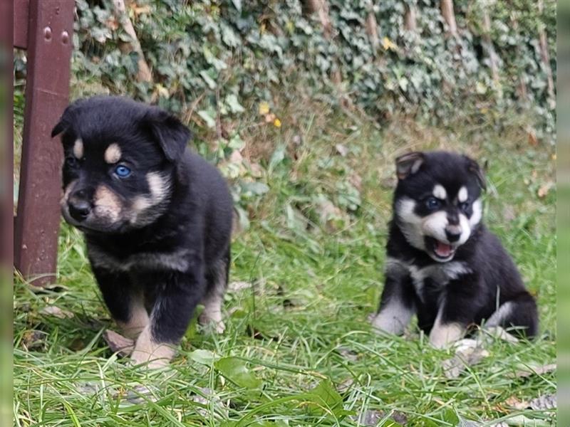 Husky mix.Welpen (Rottsky Welpen) geb.03.09.2024 bald abzugeben