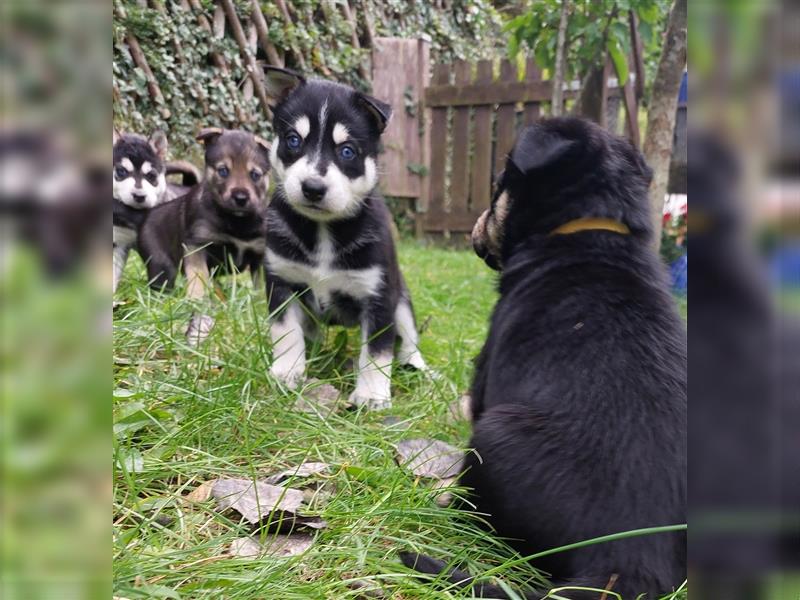 Husky mix.Welpen (Rottsky Welpen) geb.03.09.2024 bald abzugeben