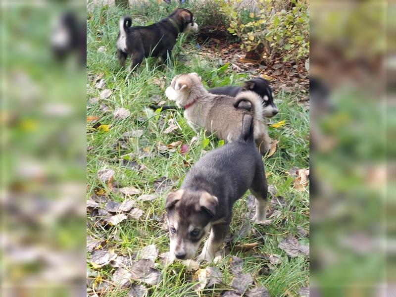 Husky mix.Welpen (Rottsky Welpen) geb.03.09.2024 bald abzugeben