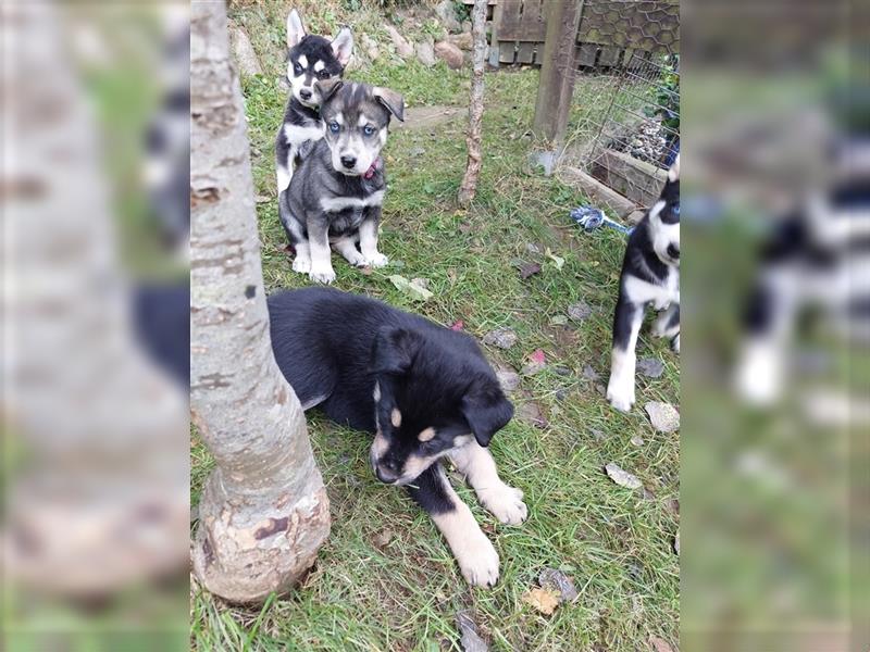 Husky mix.Welpen (Rottsky Welpen) geb.03.09.2024 bald abzugeben