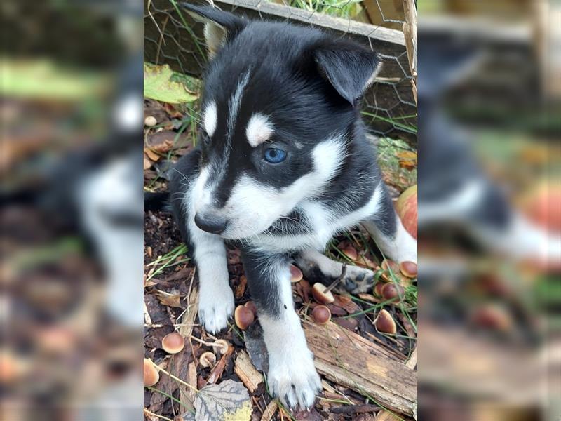 Husky mix.Welpen (Rottsky Welpen) geb.03.09.2024 bald abzugeben