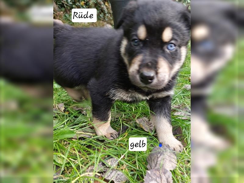 Husky mix.Welpen (Rottsky Welpen) geb.03.09.2024 bald abzugeben