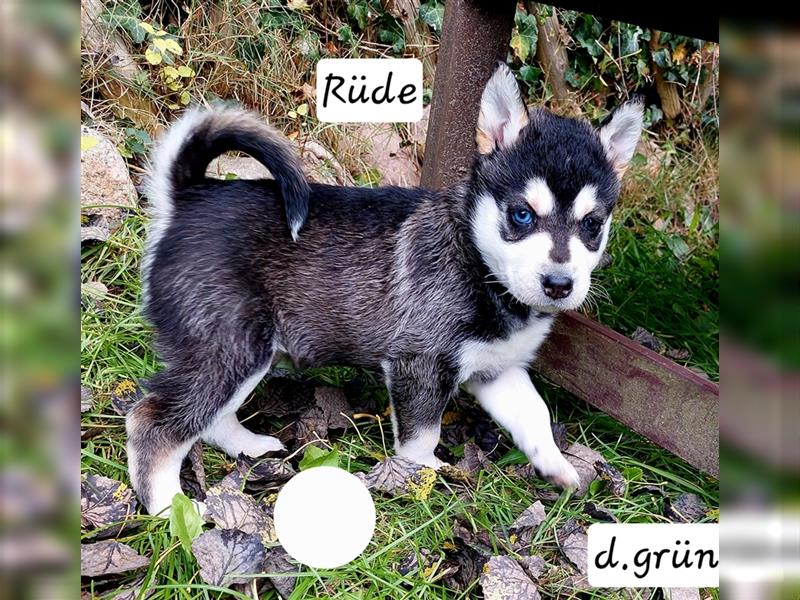 Husky mix.Welpen (Rottsky Welpen) geb.03.09.2024 bald abzugeben