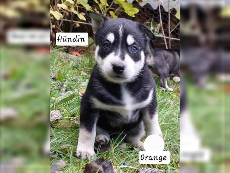 Husky mix.Welpen (Rottsky Welpen) geb.03.09.2024 bald abzugeben