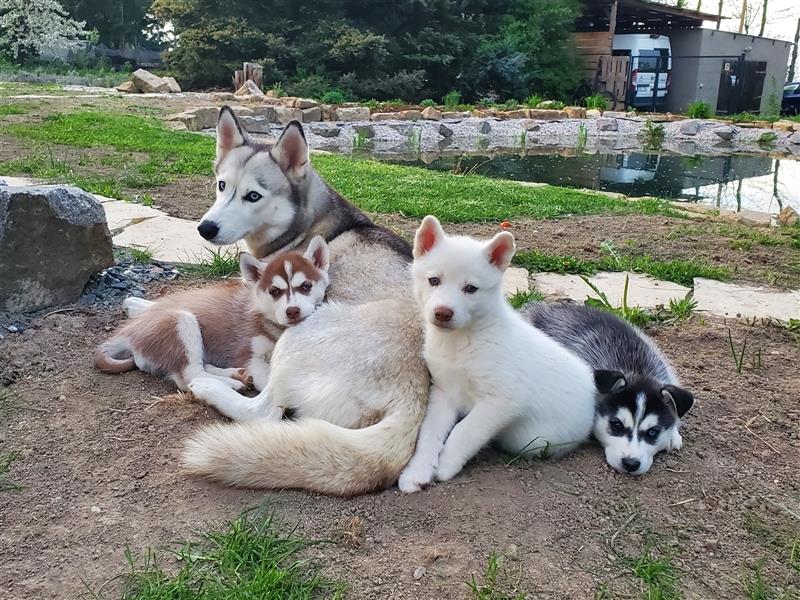 Reinrassiger Siberian Husky Welpen zu vergeben 1x männlich und 1 x weiblich