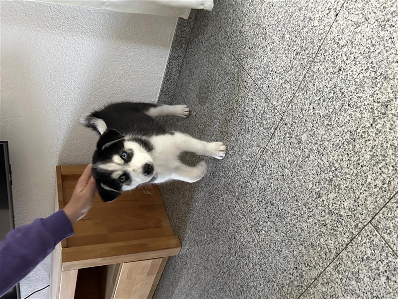 Husky Welpen zu verkaufen!