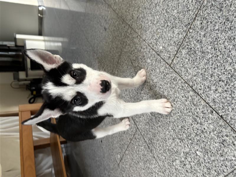 Husky Welpen zu verkaufen!