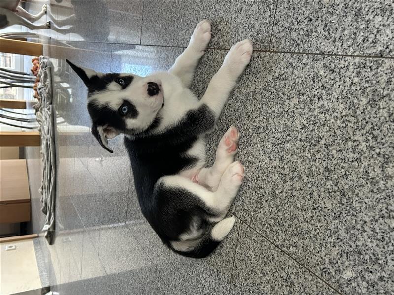 Husky Welpen zu verkaufen!