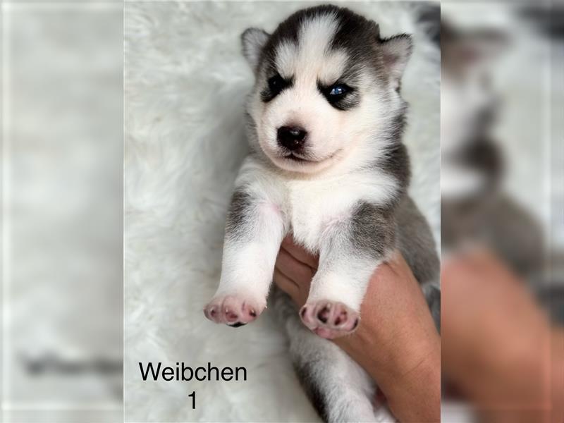 Sibirian Husky Welpen