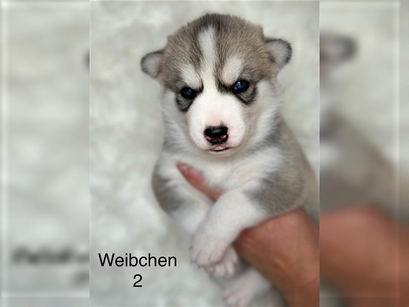 Sibirian Husky Welpen