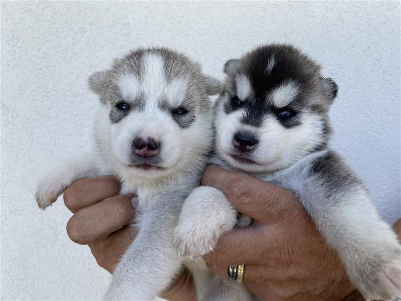 Cuccioli di Husky occhi Azzurri con Pedigree ENCI/FCI