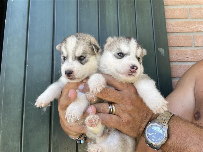 Cuccioli di Husky occhi Azzurri con Pedigree ENCI/FCI