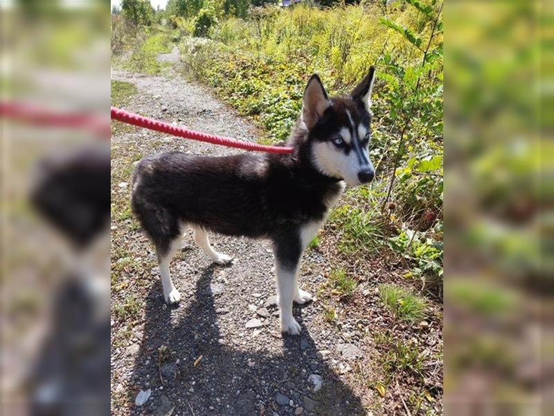 Massa, ein hübsches menschenbezogenes Huskymädchen !