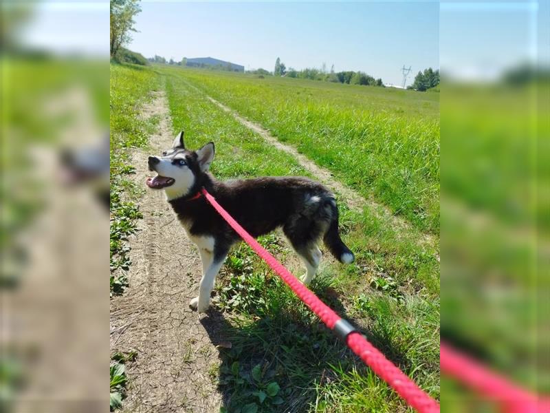 Massa, ein hübsches menschenbezogenes Huskymädchen !