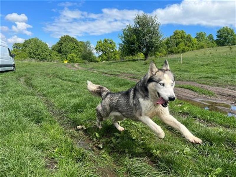 Husky Esther - freundlich und aktiv