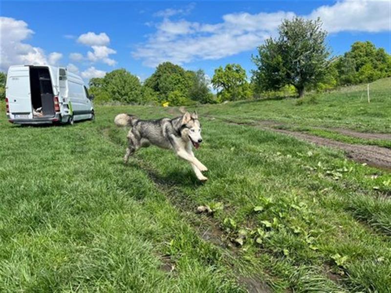 Husky Esther - freundlich und aktiv