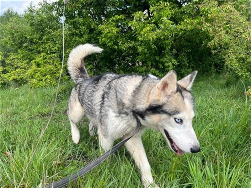 Husky Esther - freundlich und aktiv