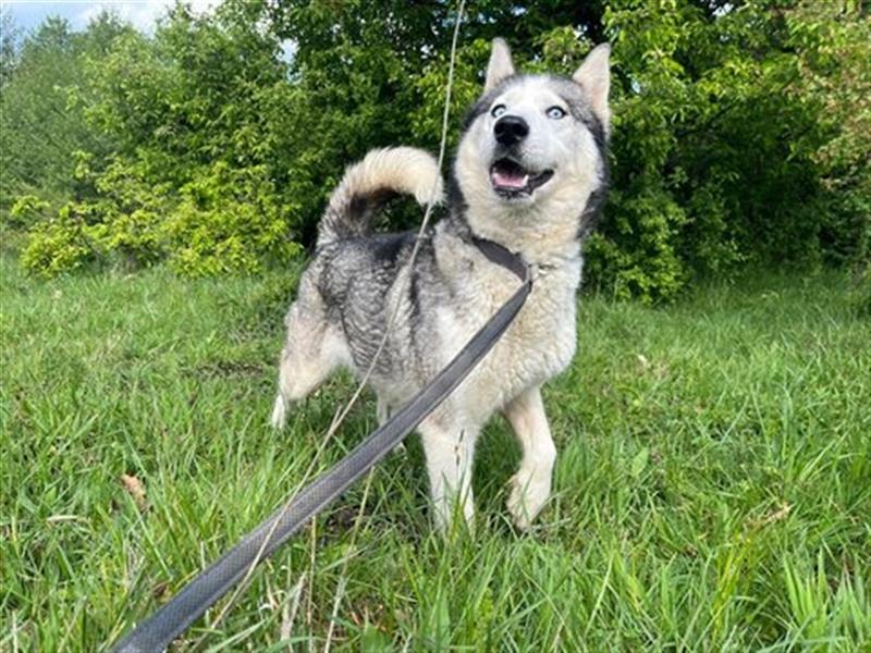 Husky Esther - freundlich und aktiv