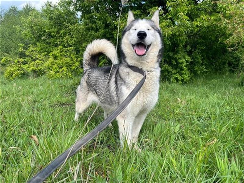 Husky Esther - freundlich und aktiv