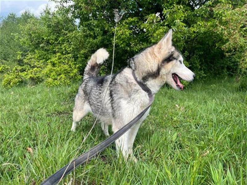 Husky Esther - freundlich und aktiv