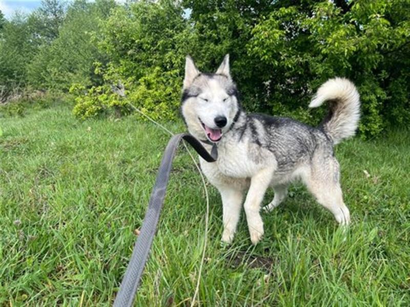 Husky Esther - freundlich und aktiv