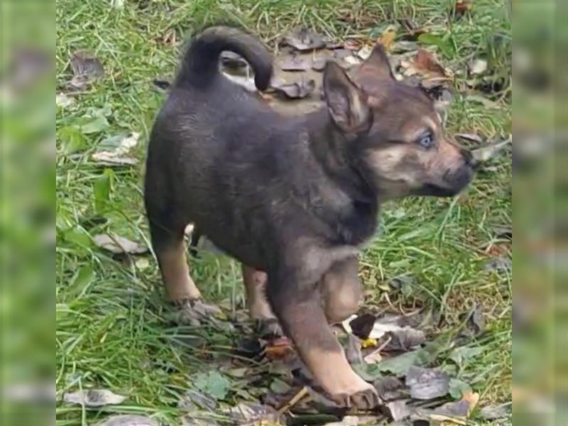 Husky mix.Welpe Hündin(Rottsky Welpe)# ABGABEBEREIT #