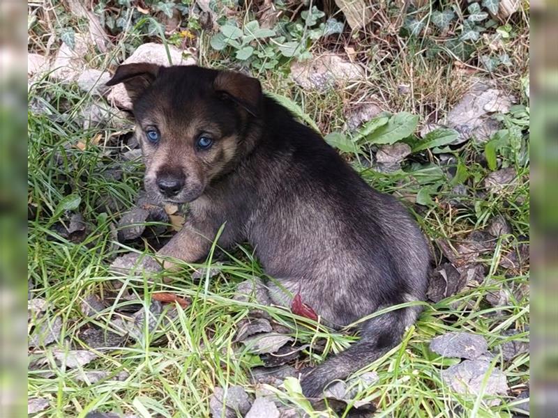 Husky mix.Welpe Hündin(Rottsky Welpe)# ABGABEBEREIT #