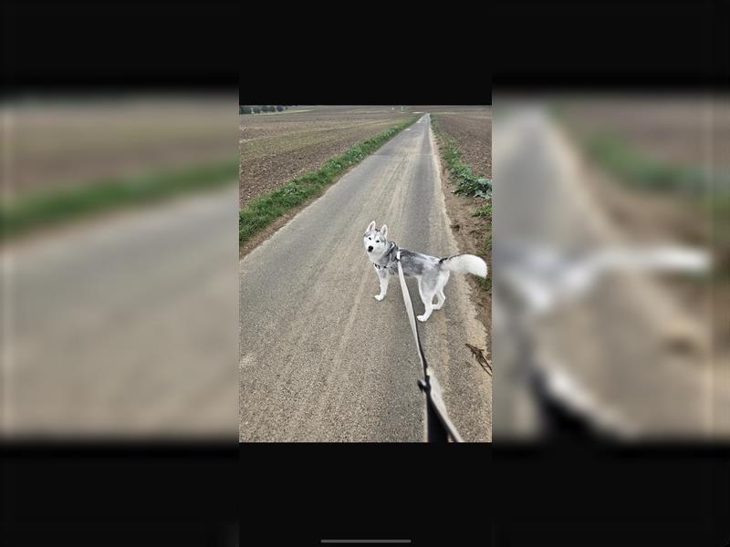 Siberian Husky