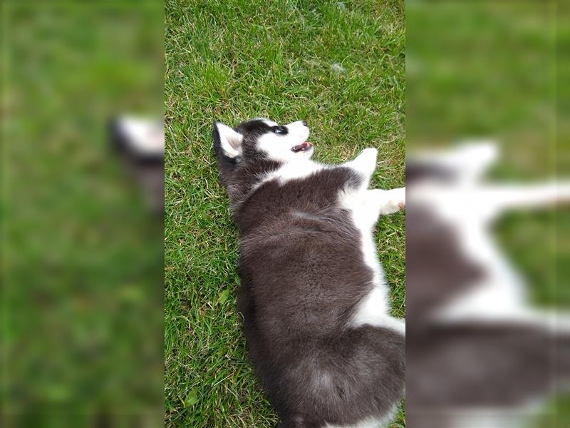 FCI Pedigree Blue Eyed Black & White Siberian Husky Champion Puppy