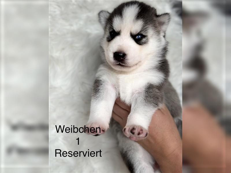 Sibirian Husky Welpen