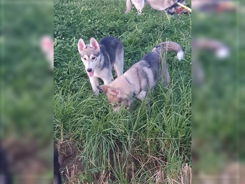 Husky Junghunde weiblich 3 Stück