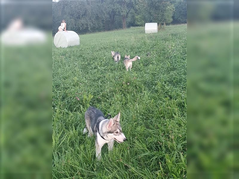 Husky Junghunde weiblich 3 Stück