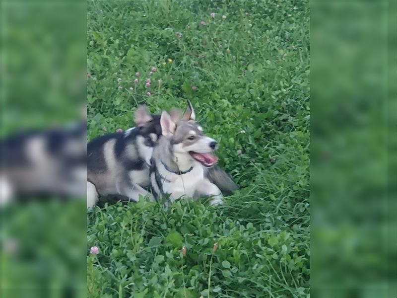 Husky Junghunde weiblich 3 Stück