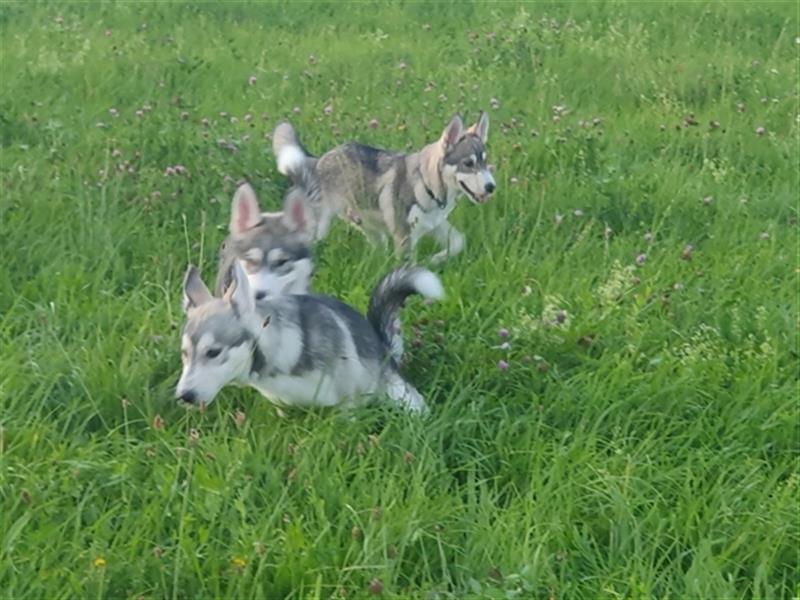 Husky Junghunde weiblich 3 Stück