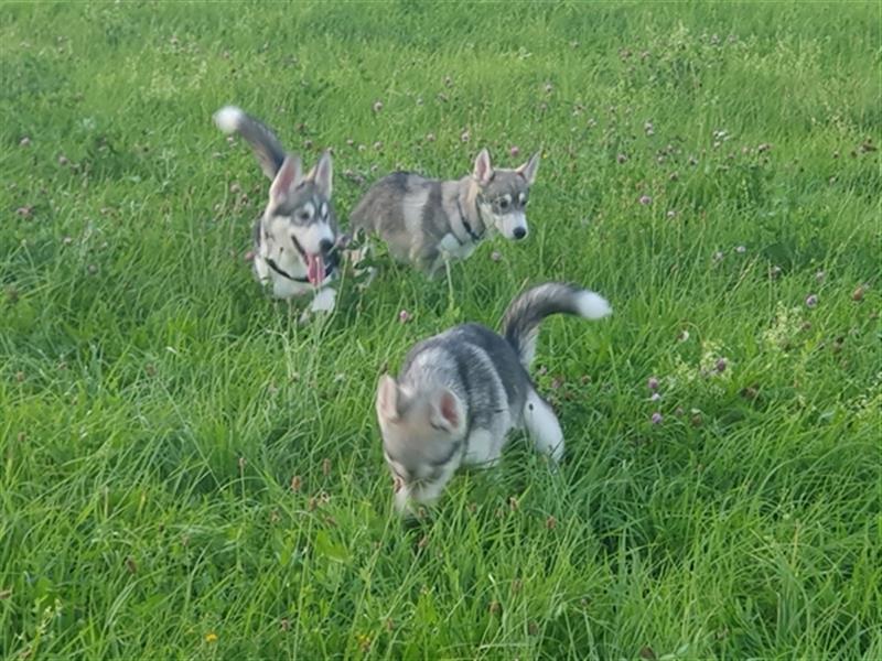 Husky Junghunde weiblich 3 Stück