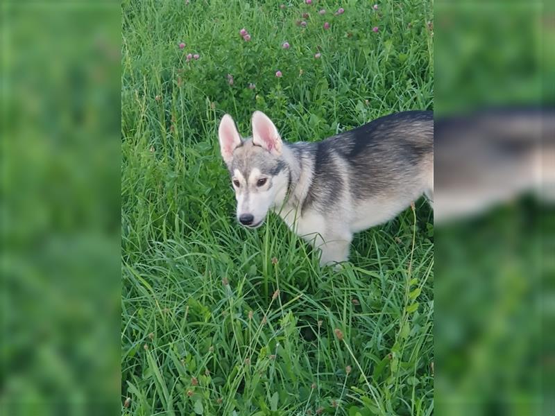 Husky Junghunde weiblich 3 Stück