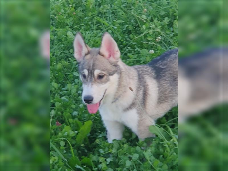 Husky Junghunde weiblich 3 Stück