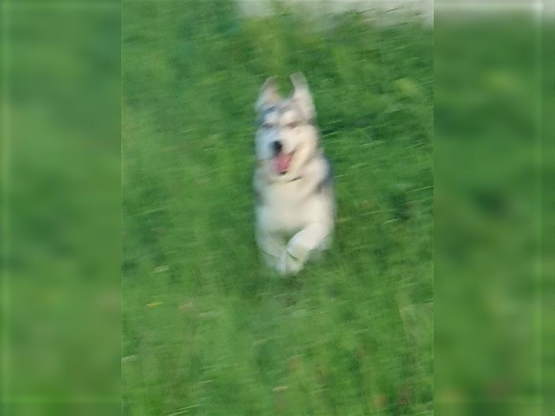 Husky Junghunde weiblich 3 Stück