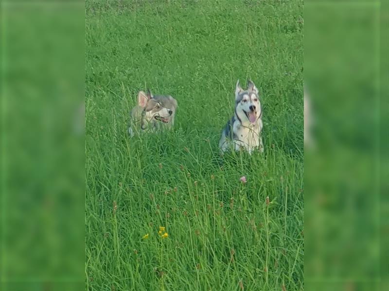 Husky Junghunde weiblich 3 Stück