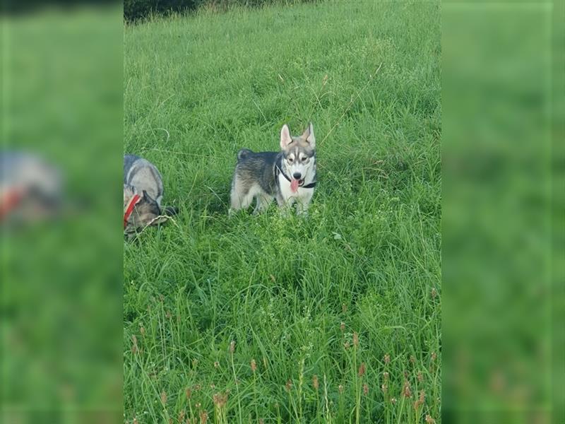 Husky Junghunde weiblich 3 Stück