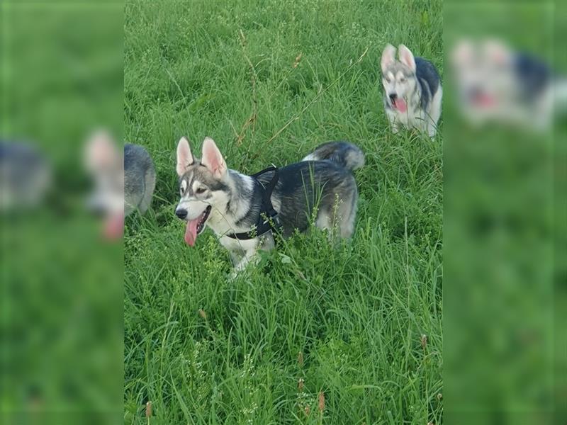 Husky Junghunde weiblich 3 Stück